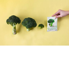 Load image into Gallery viewer, Greenday Broccoli Chips 36 g.